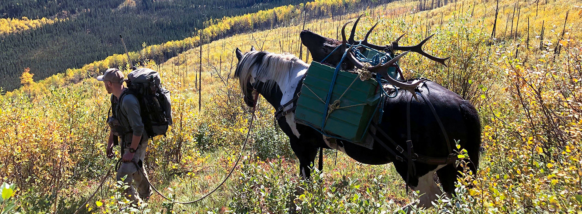 Rocky Mountain Elk Hunt