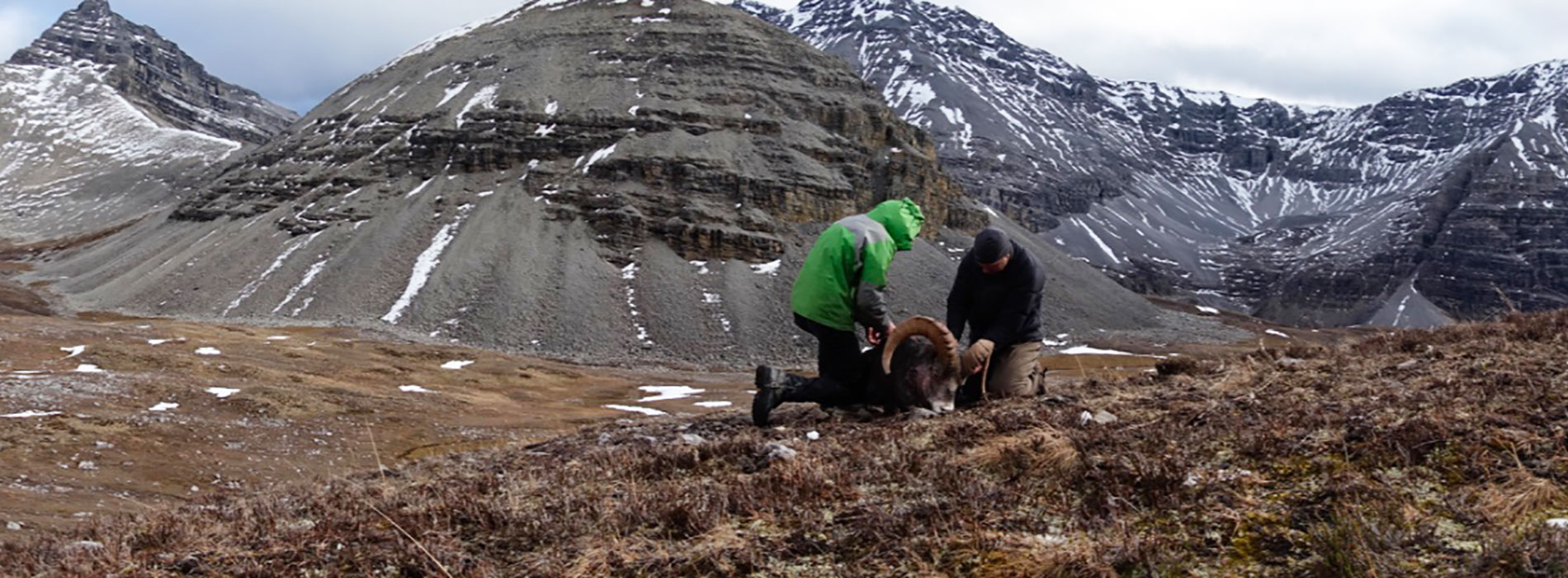 Stone Sheep Hunts