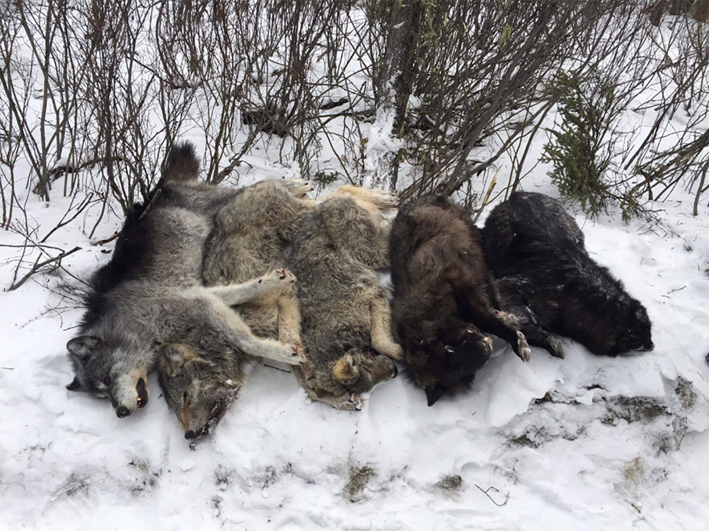 Winter Wolf Hunts