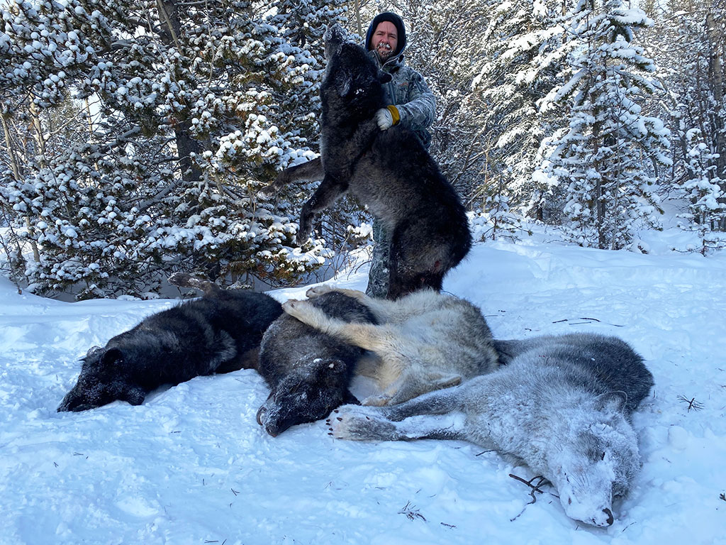 Winter Wolf Hunts